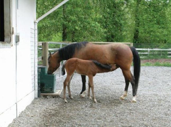 BigSpring 6100 - 60 Gallons – Miraco Waterers